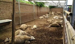 羊圈吃瓜爆料图片大全集,揭秘娱乐圈幕后真相图片大揭秘